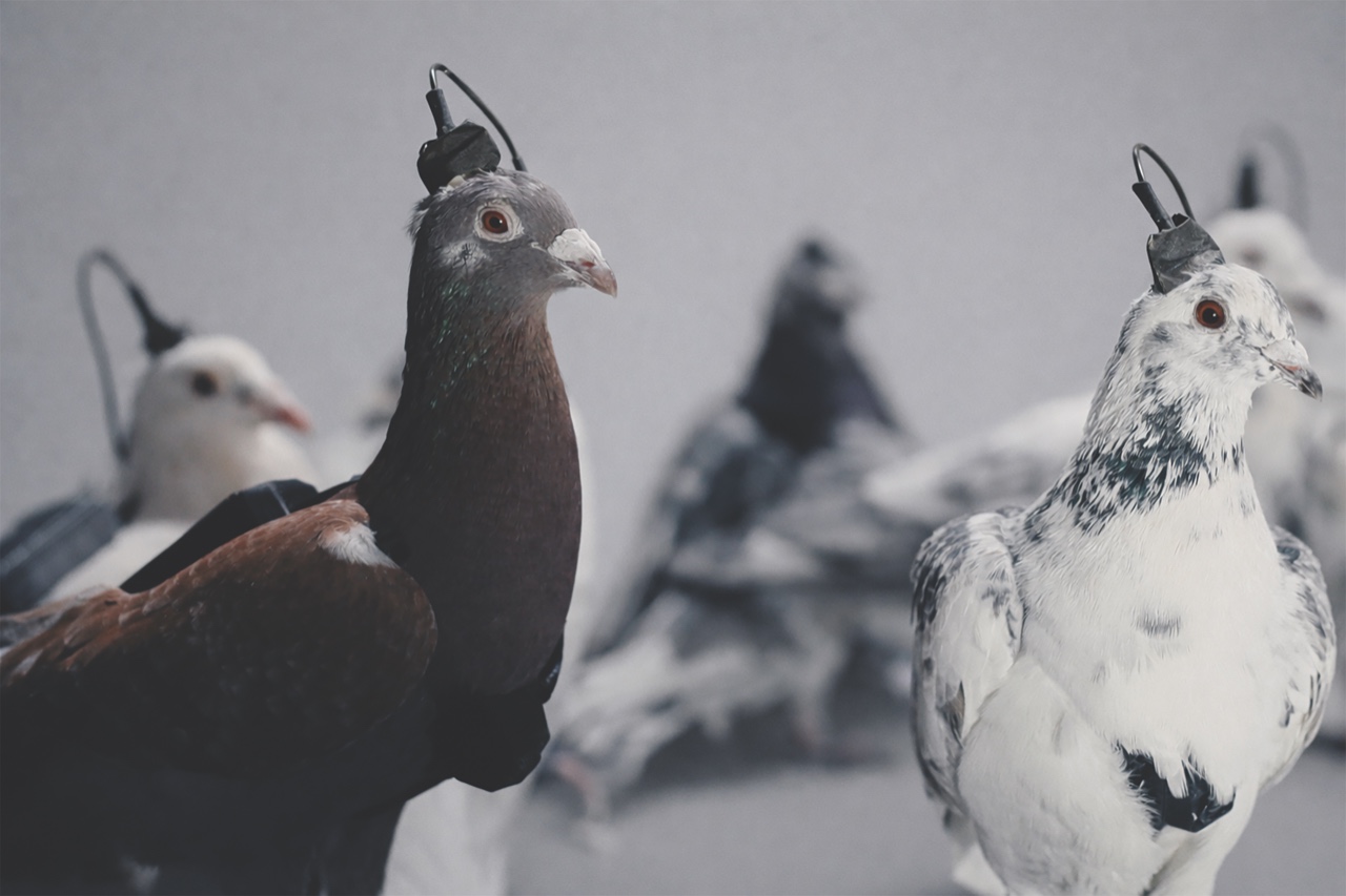 Биодроны в деле: управляемые птицы и животные становятся реальностью