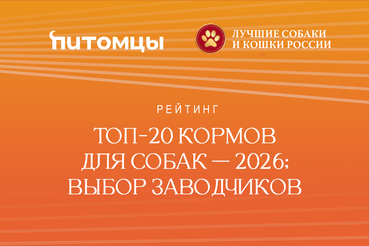 Рейтинг. Топ-20 кормов для собак — 2026: выбор заводчиков