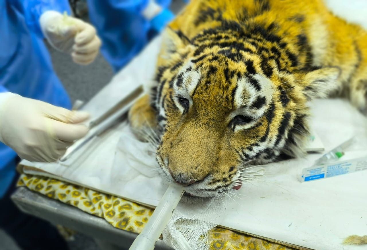 Более 190 редких животных спасли при помощи ветеринаров в России в 2025 году