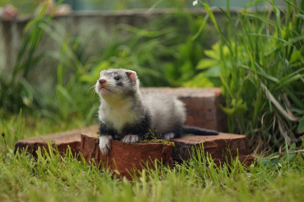 Жизнь с хорьком: когда в квартире появляется свой маленький гений хаоса