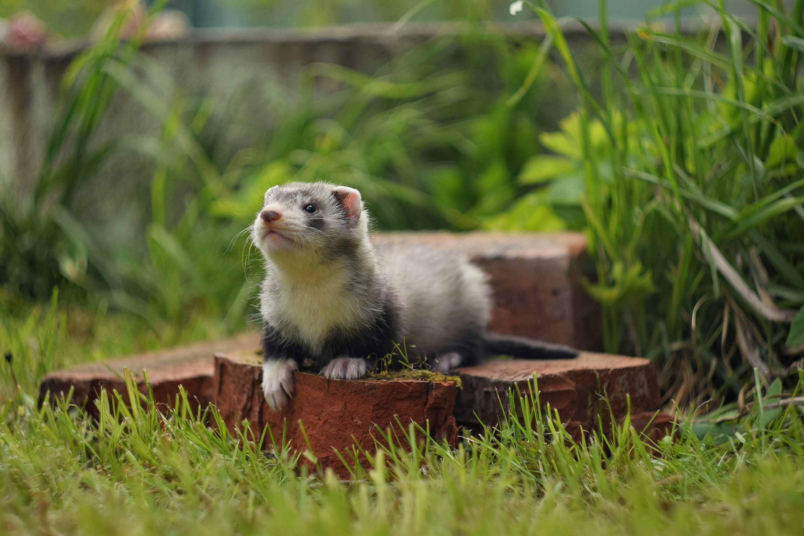 Жизнь с хорьком: когда в квартире появляется свой маленький гений хаоса