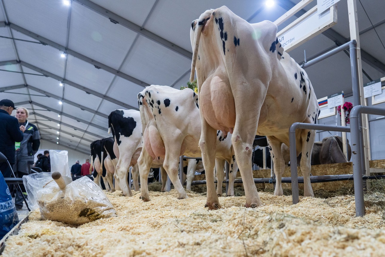 Как организовать ветеринарный контроль на молочной ферме: советы практика