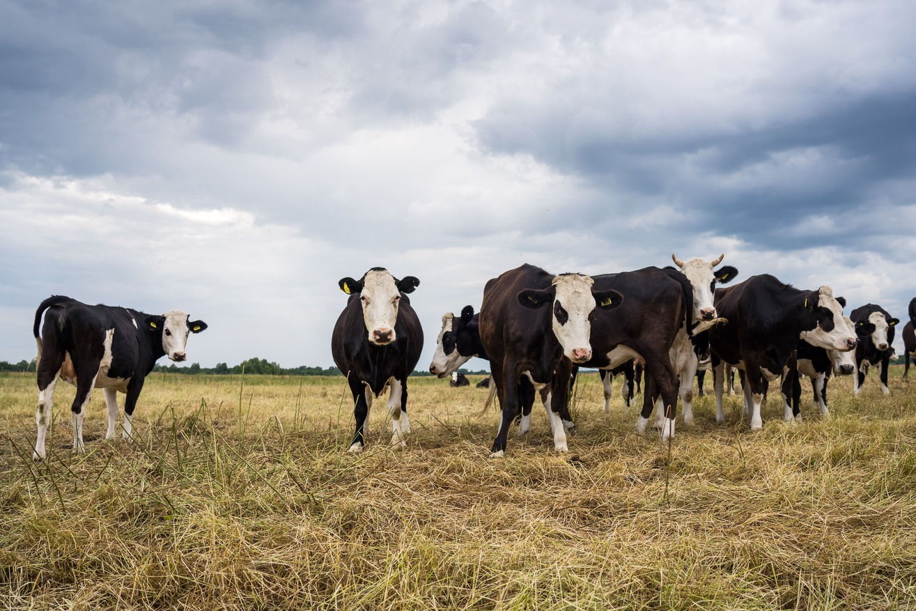 Ветслужба Ярославской области предупредила о лжеветеринарах в регионе