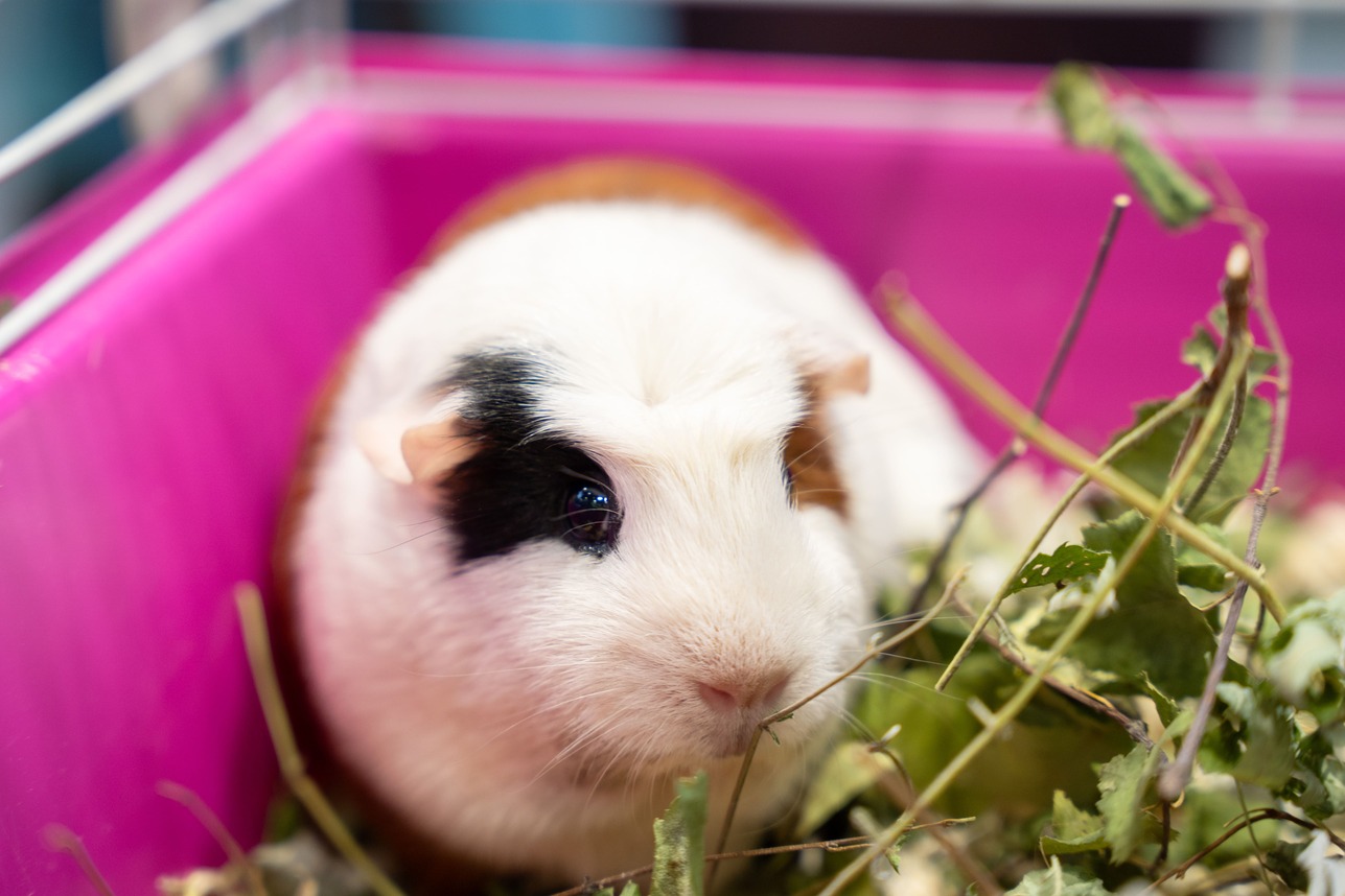 Рентген есть — диагноза нет: как отличить патологию суставов у морских свинок от возрастных изменений