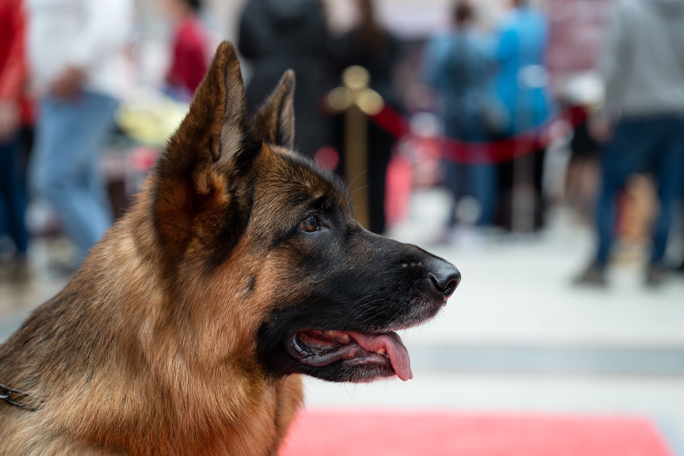 Немецких овчарок и ротвейлеров могут внести в список опасных пород собак