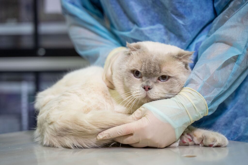 Московская ветакадемия ожидает рождения первых в России котят из пробирки