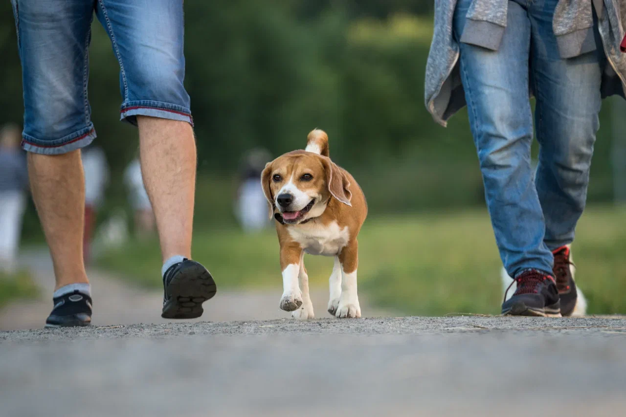 Сможешь отличить акиту от сиба-ину, не заглянув в Google? Тест для настоящих ценителей собак