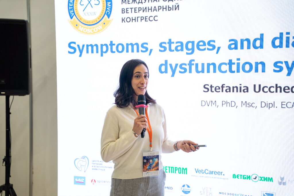 Вплоть до самоповреждения: чем опасен СДВГ у собак