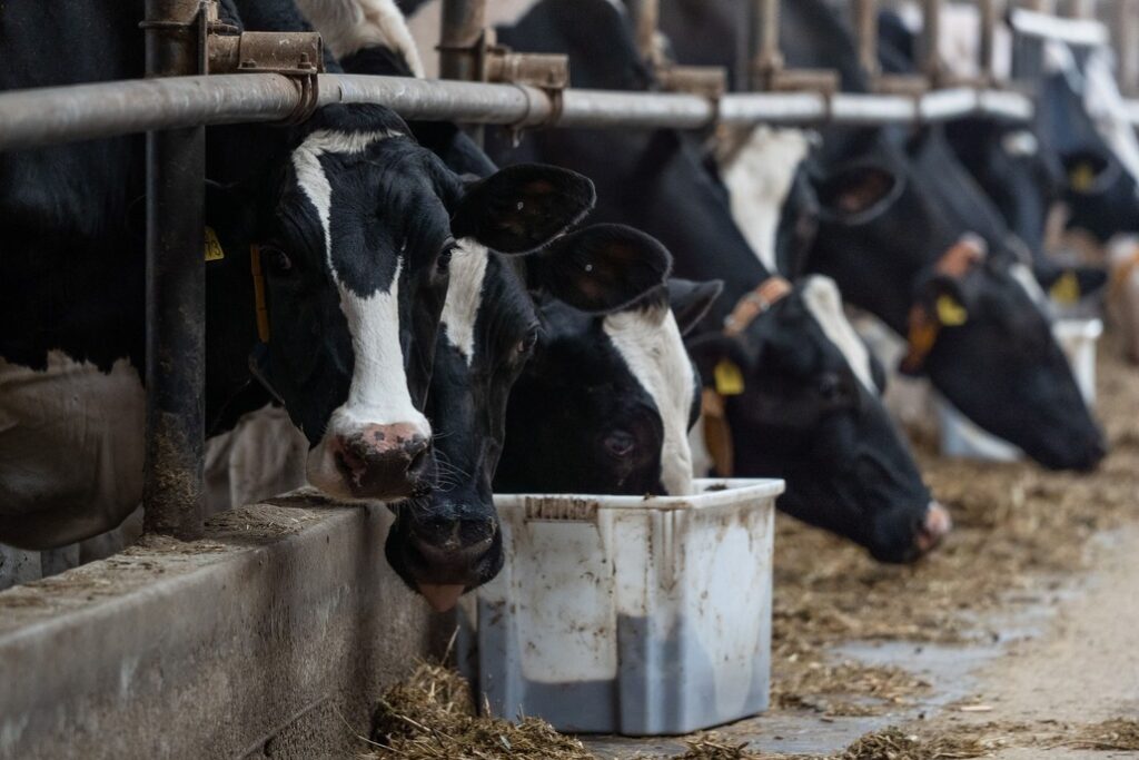 Власти Новосибирской области определили сроки восстановления поголовья скота