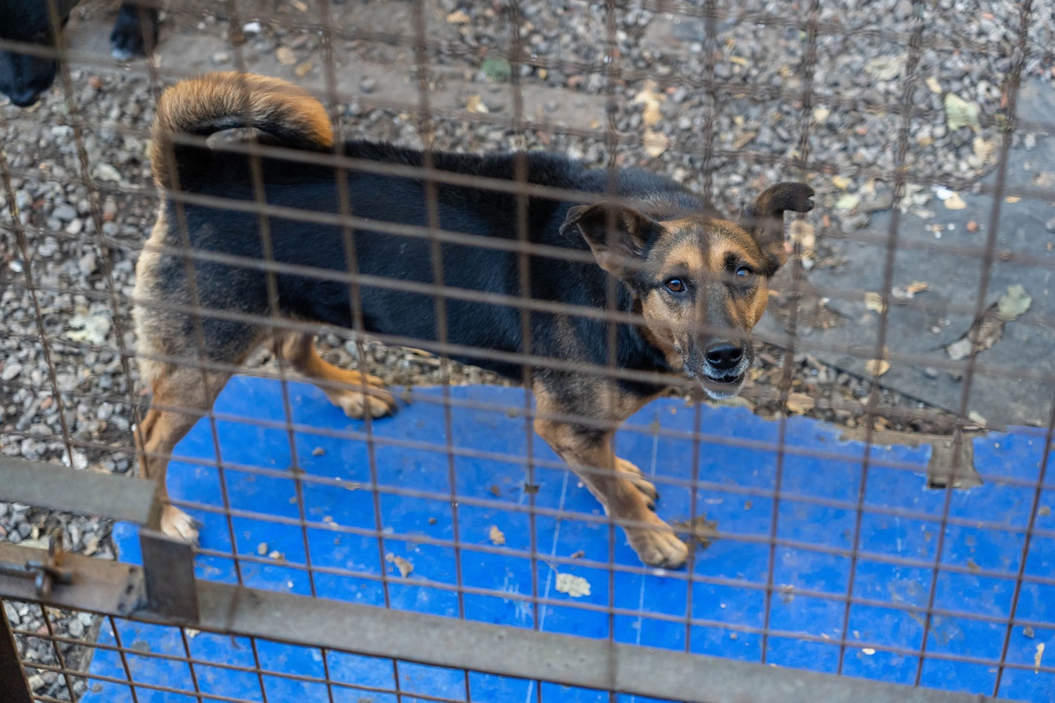 Власти Татарстана утвердили правила введения ЧС из-за бездомных животных