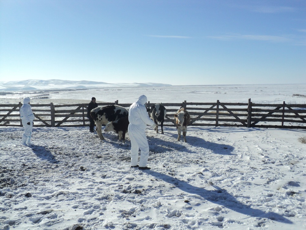 Рост падежа скота зафиксирован в Бурятии на фоне засухи и нехватки кормов