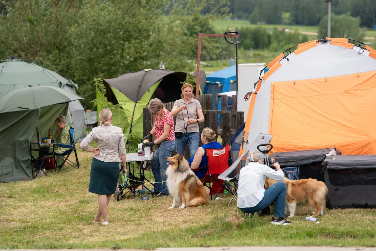 На майские с питомцем: что может пойти не так