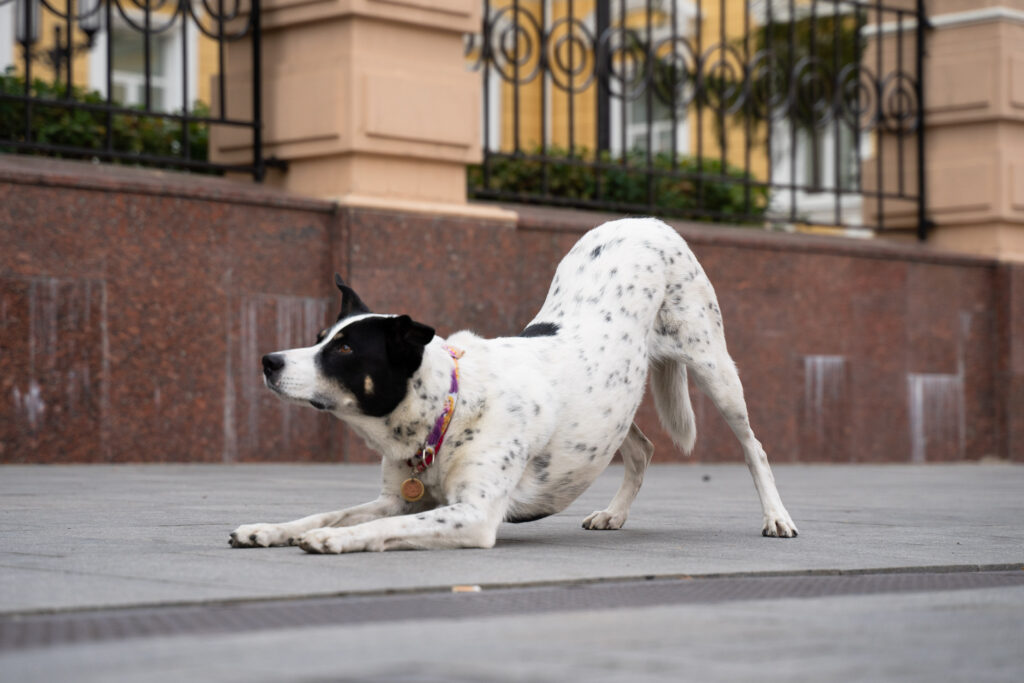 Собачий поклон: что означает этот жест и с чем его лучше не путать