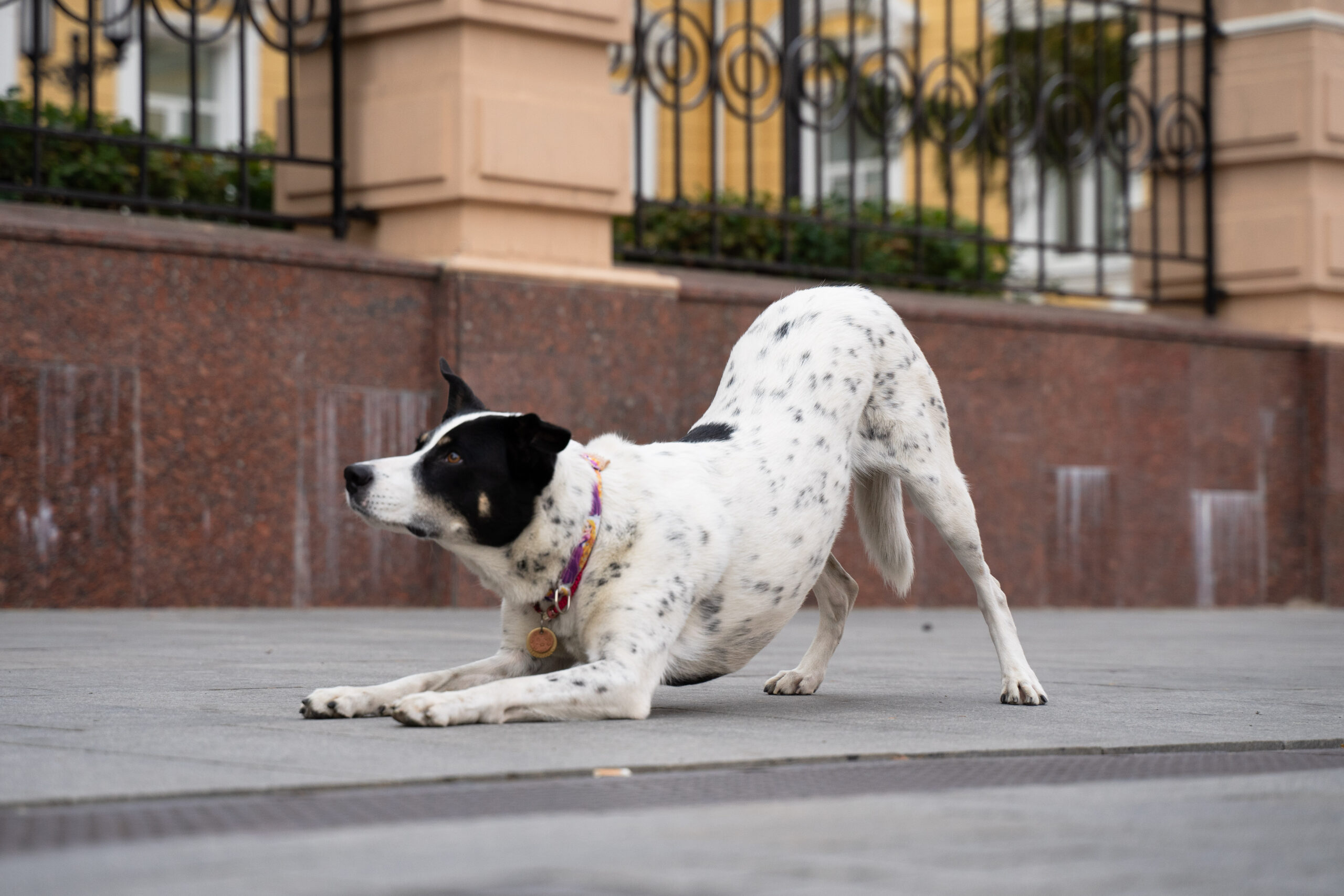 Собачий поклон: что означает этот жест и с чем его лучше не путать