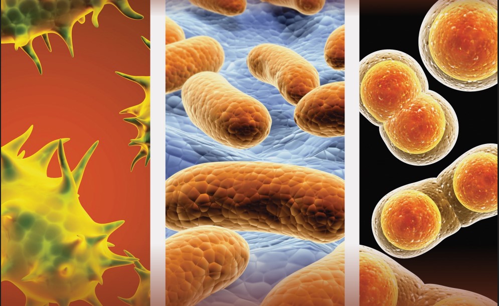 Вышел первый в этом году номер журнала «Ветеринария сегодня» 