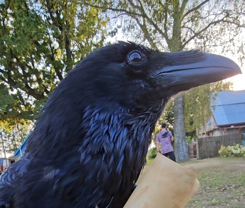 «Алло, здорово»: как знаменитый ворон Карлуша научился говорить и подшучивать — интервью