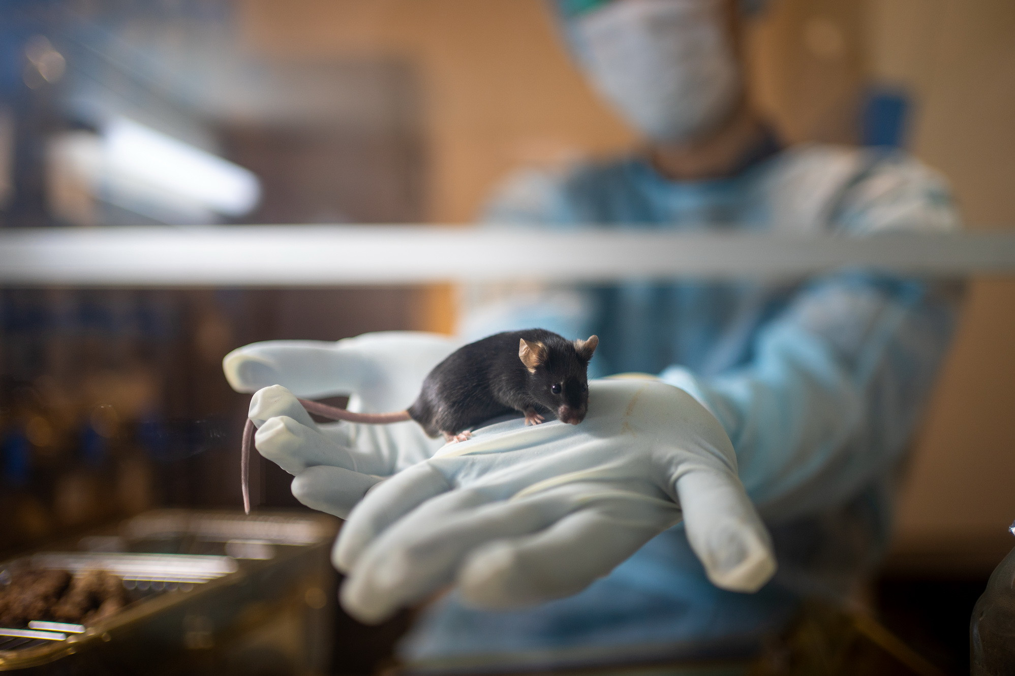 Новосибирский техуниверситет открыл виварий для доклинических исследований