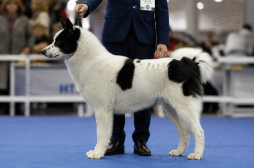 Якутская лайка добилась мирового признания: британский Kennel Club включил породу в свой реестр