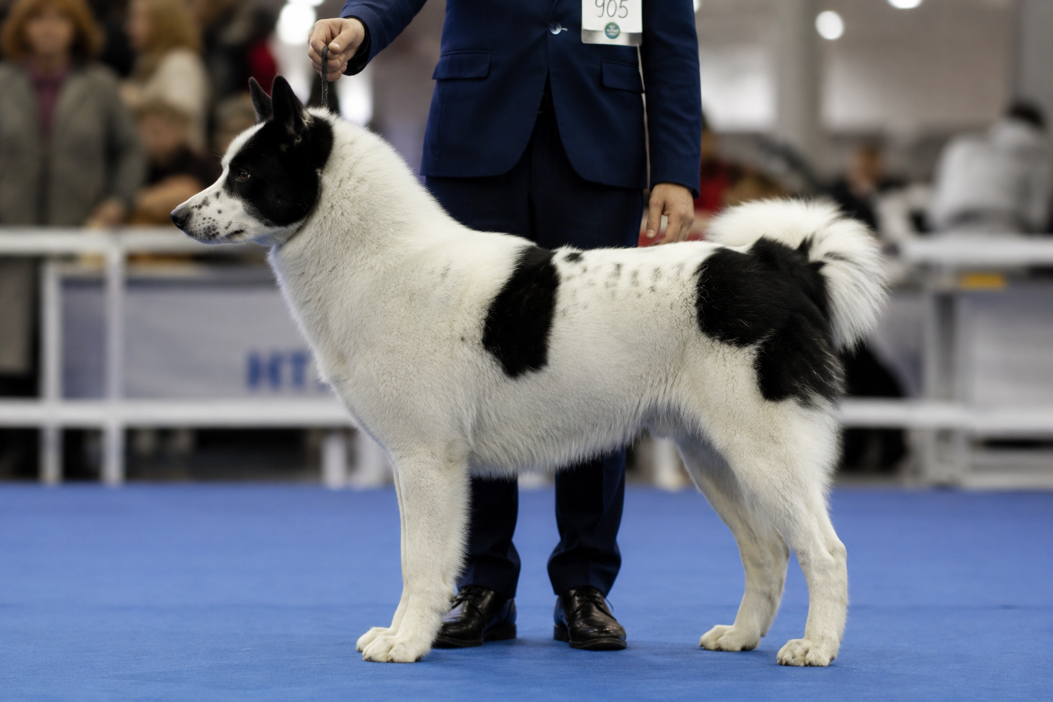 Якутская лайка добилась мирового признания: британский Kennel Club включил породу в свой реестр