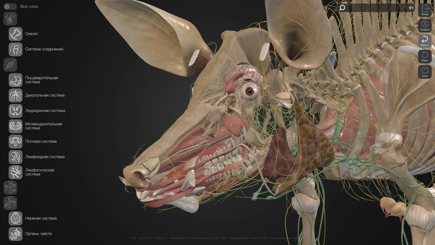 Самарский вуз запустил платформу с ветеринарными 3D-атласами животных 