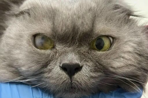 Иркутские ветеринары спасли кота от слепоты, пересадив ему донорскую роговицу